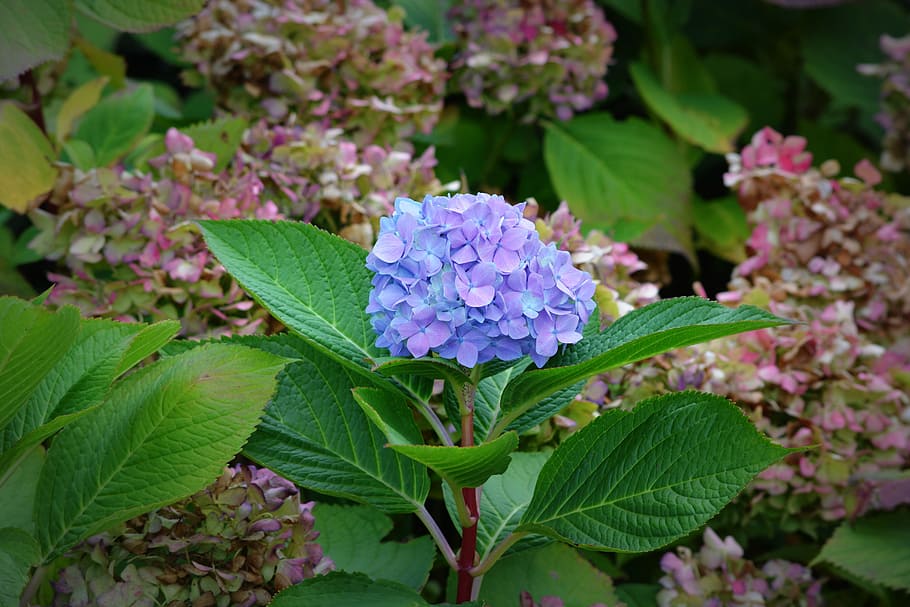 Hydrangea, Flower, Nature, plant, leaf, summer, green Color HD wallpaper