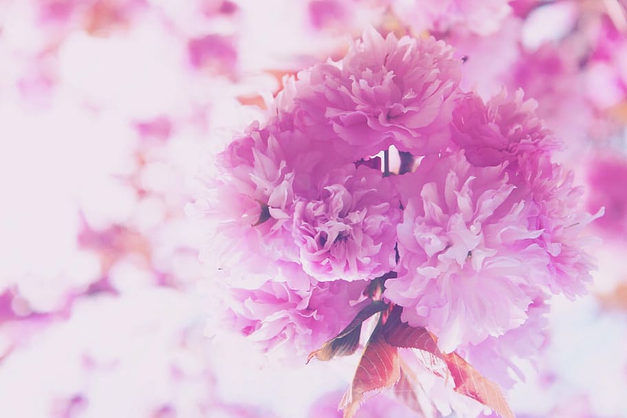 bloom, blossom, bright, flora, flowers, macro, pink, pink color HD wallpaper