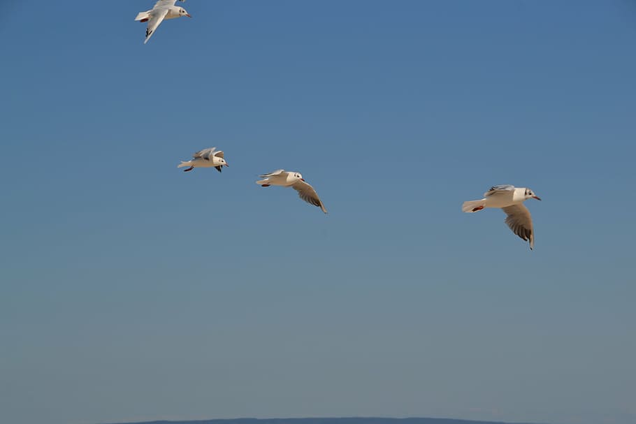 gulls, birds, sky, fly, nature, flying, animal, wildlife, outdoors HD wallpaper
