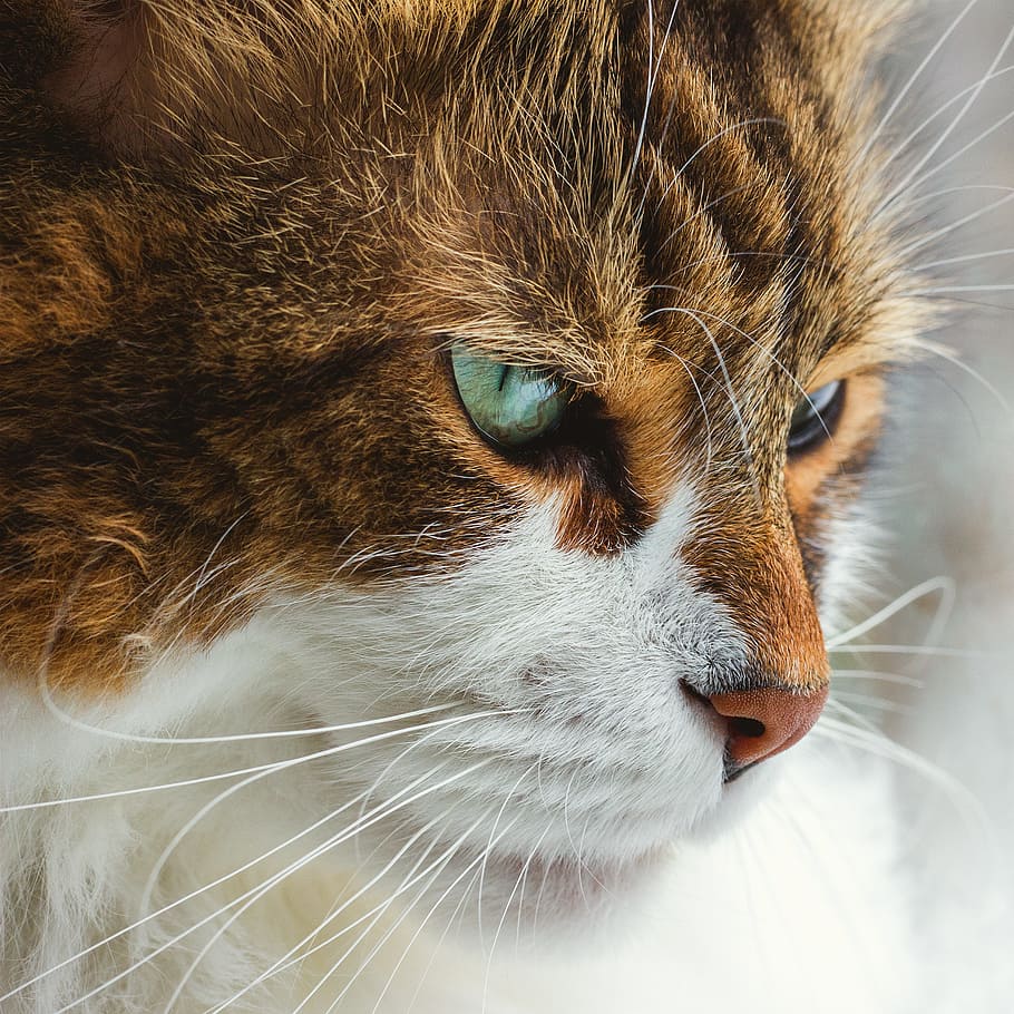 white and brown cat, cute, eyes, intense, stare, whiskers, fur HD wallpaper