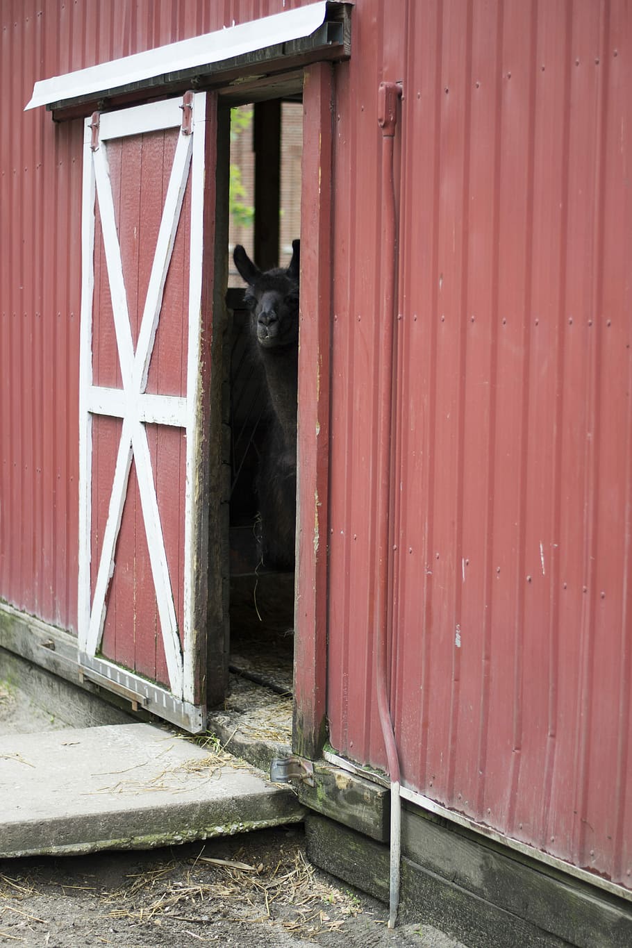black animal inside barn, opened red and white shed door, building HD wallpaper