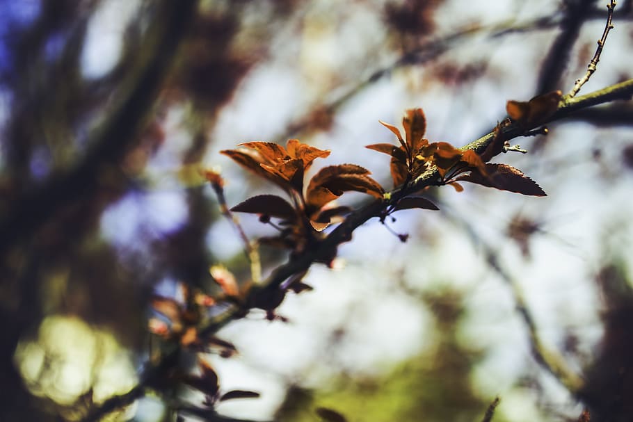 Cherry, Leaves, Leaf, Spring, young, plum, prunus cerasifera HD wallpaper