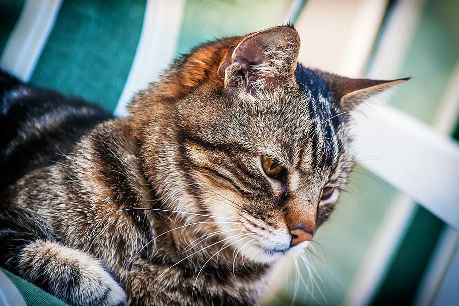 Cat, Animal, Pet, Kitty, Fur, Furry, whiskers, proud, striped HD wallpaper