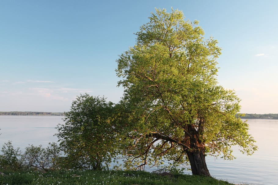 Tree, Water, Beach, Nature, summer, river, day, sky, plant HD wallpaper