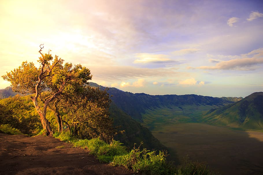 photo of sunrise tree and mountain, hill, bromo, nature, landscape HD wallpaper