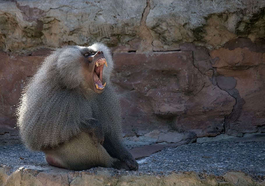 Baboon, Animal, Monkey, Mammal, Yawn, zoo, one animal, mouth open HD wallpaper