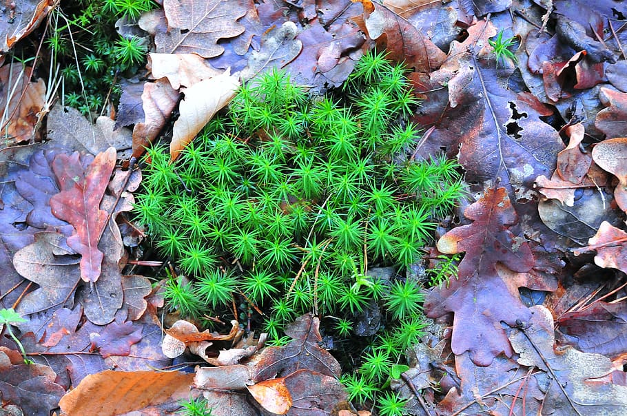 moss, forest, foliage, autumn, green, nature, forest litter HD wallpaper