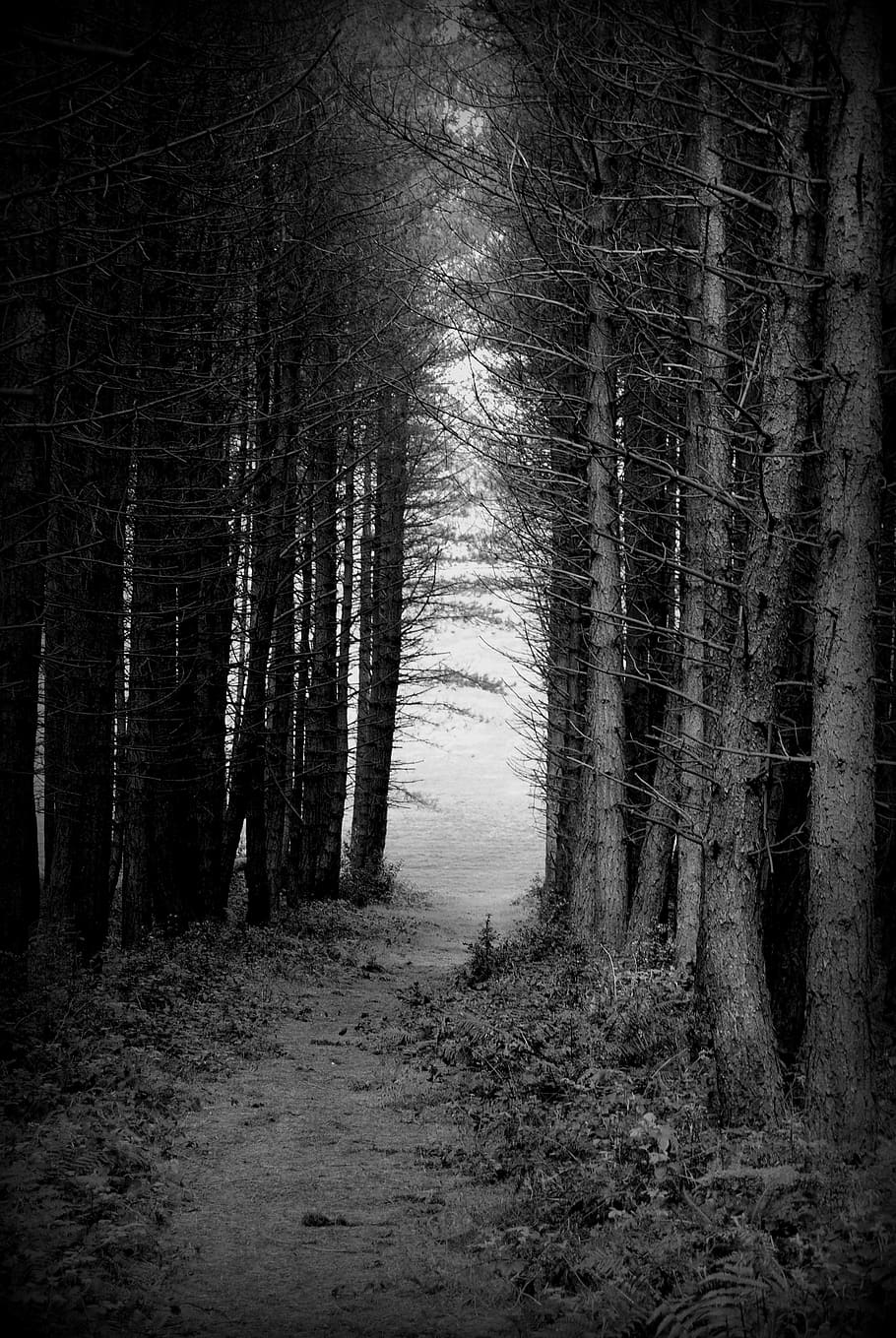 trees, park, forest, tall, tall trees, grow, dark, air, landscape HD wallpaper