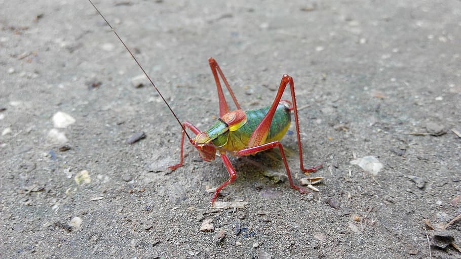 Tractor, Grasshopper, Nature, Forest, tractor grasshopper, insect HD wallpaper
