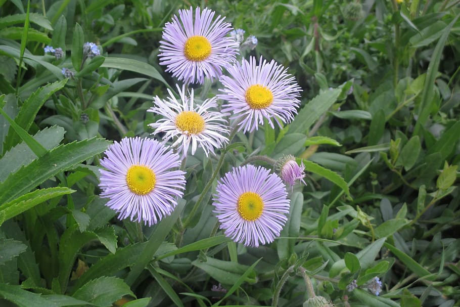 flower, purple, flowering plant, freshness, fragility, vulnerability HD wallpaper