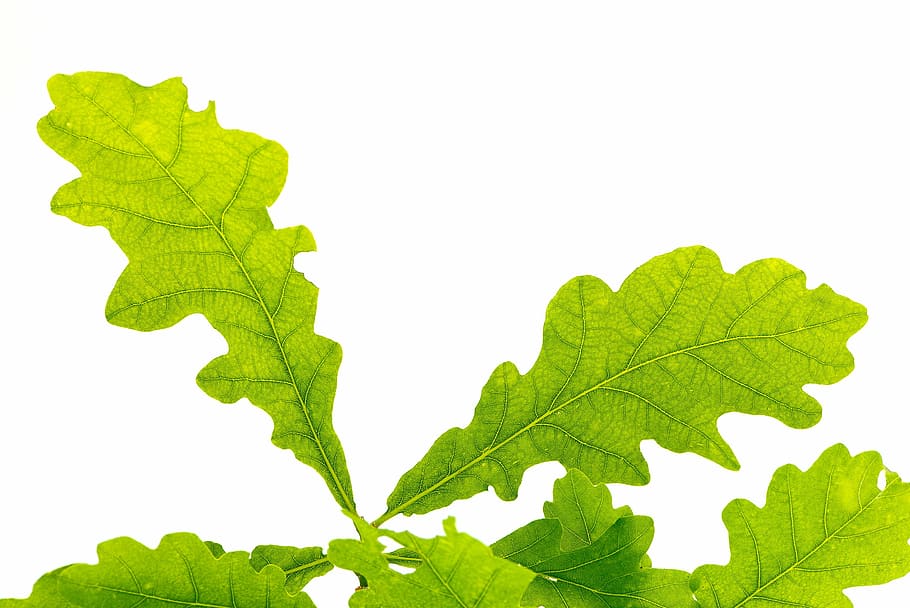 green leaves, leaf, oak leaf, leaf structure, tree leaf, leaf veins, HD wallpaper