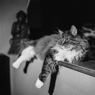 cat, posing, lying, cute, animal, pose, pet, adorable, kitty HD wallpaper