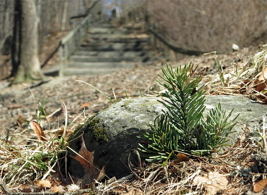 wood, nature, macro, plant, day, no people, land, growth, focus on foreground HD wallpaper