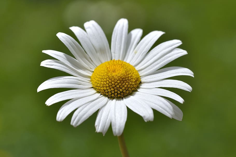 HD wallpaper: marguerite, flower, plant, white, meadow margerite, macro ...