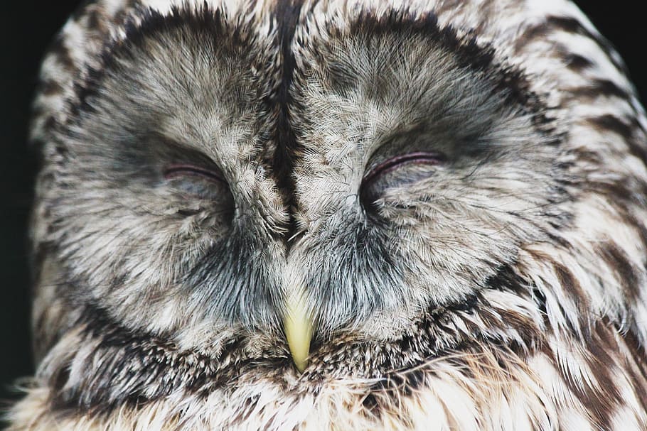 white owl sleeping, bird, sleeps, beak, front disc, krupnyj plan, HD wallpaper