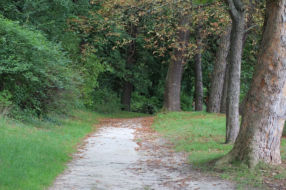 path, in the forest, nature, walk, branches, nostalgia, trees HD wallpaper
