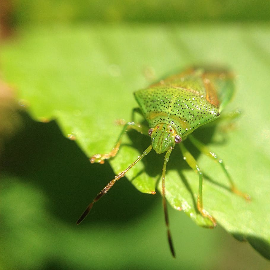 insect, bug, nature, animal, forest, macro, close, leaf bug HD wallpaper
