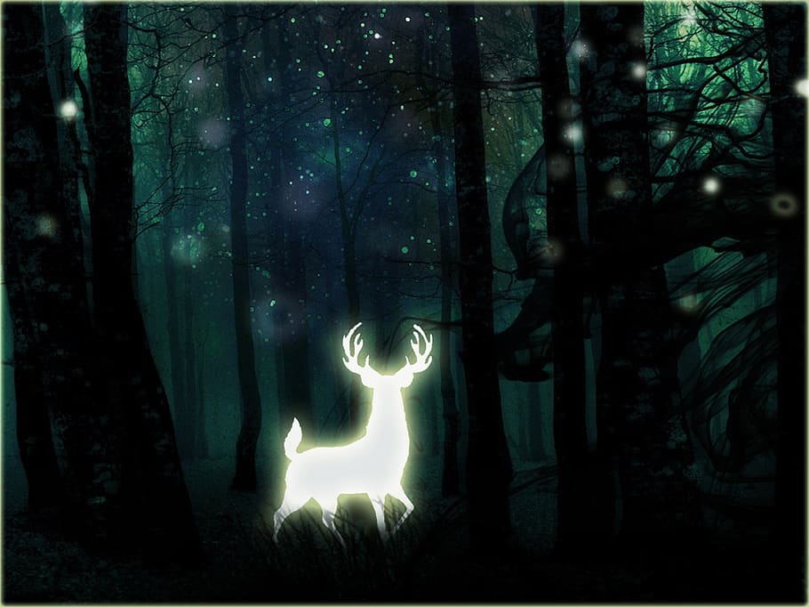 dark, light, skittish, nature, deer, night, animal, exotic, HD wallpaper