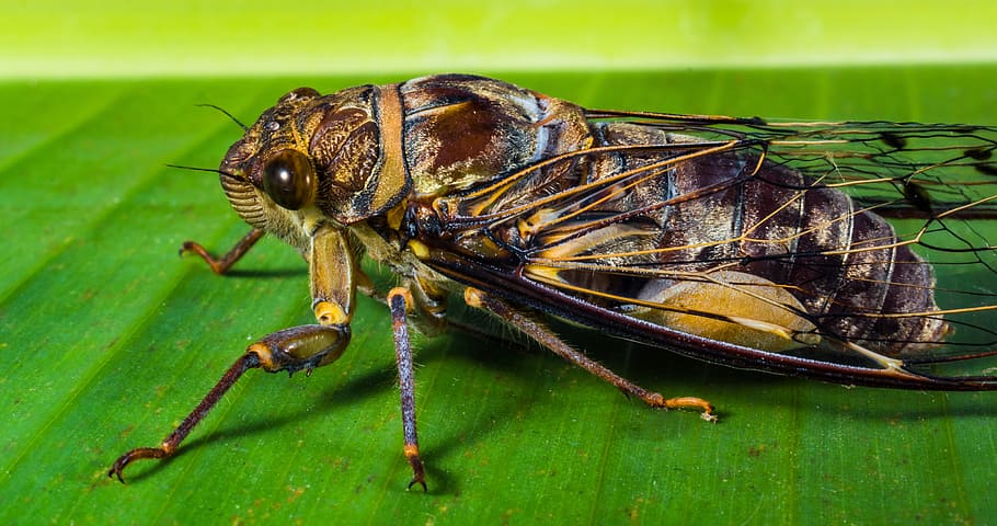 brown and black cicada close-up photo, insect, new insect, whopper HD wallpaper