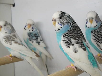 cage, parakeet, pets, bird, small parrot, plumage, parakeets HD wallpaper