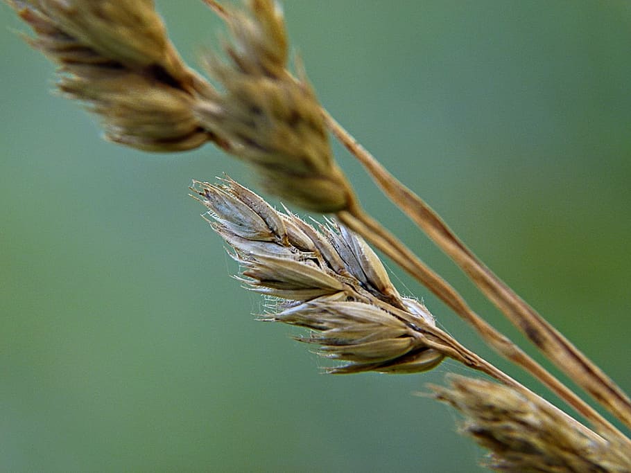 Grass, Seed, Meadow, Plant, Macro, close-up, nature, growth HD wallpaper