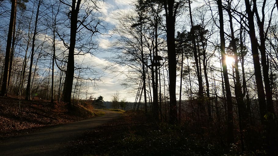 forest, sun, sunset, abendstimmung, evening sky, silhouette HD wallpaper