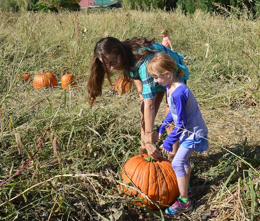 Pumpkin Patch, Halloween, autumn, fall, harvest, child, children only HD wallpaper
