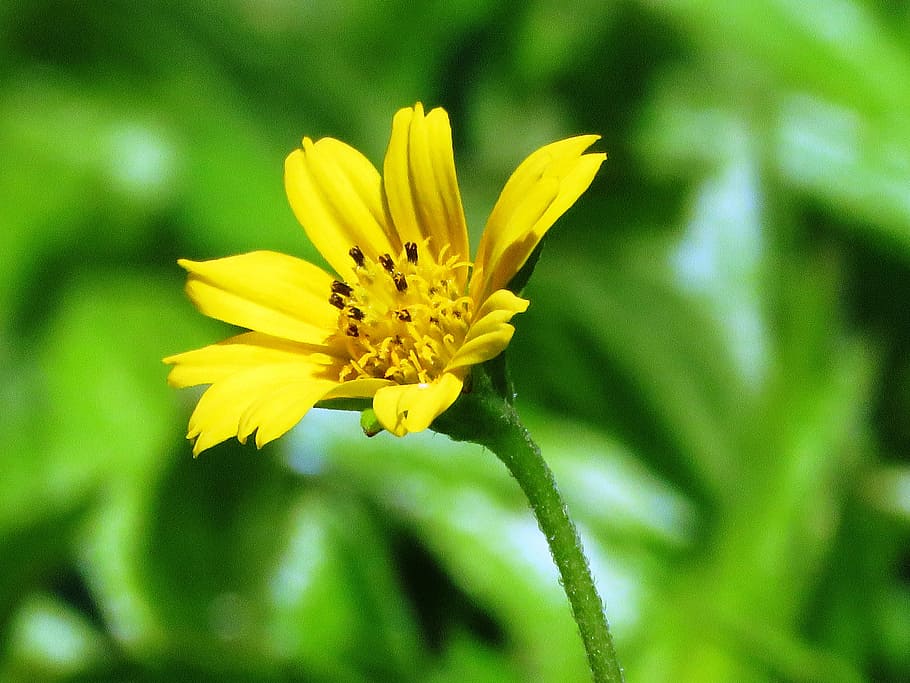 close-up photo of yellow Singapore daisy flower, Garden, Leaf HD wallpaper