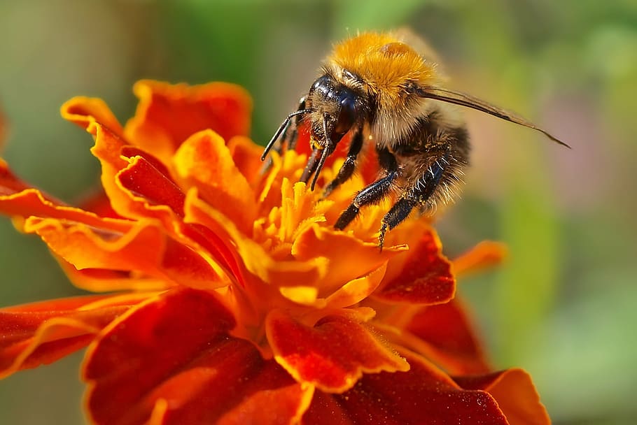 insect, plant, nature, bee, flower, pollen, pollination, close-up HD wallpaper