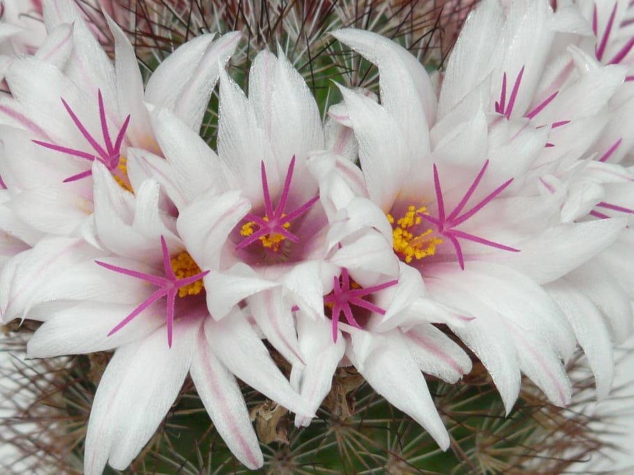 Cactus, White, Flowers, Bloom, mammillaria albicans, cactus greenhouse, HD wallpaper