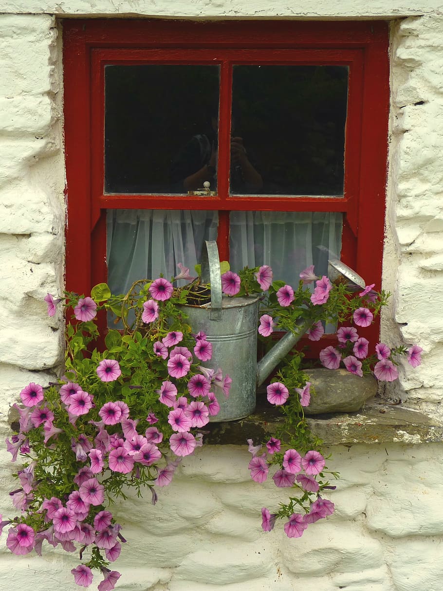 pink petaled flower with gray metal watering can on window during daytime HD wallpaper
