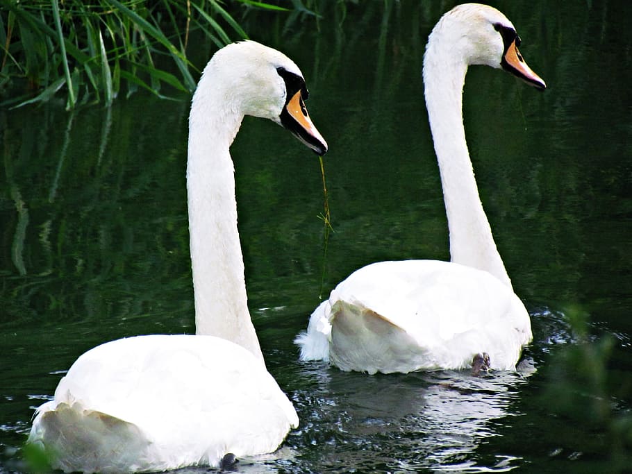swans, pond, river, bird, water, wild birds, nature, lake, beautiful HD wallpaper