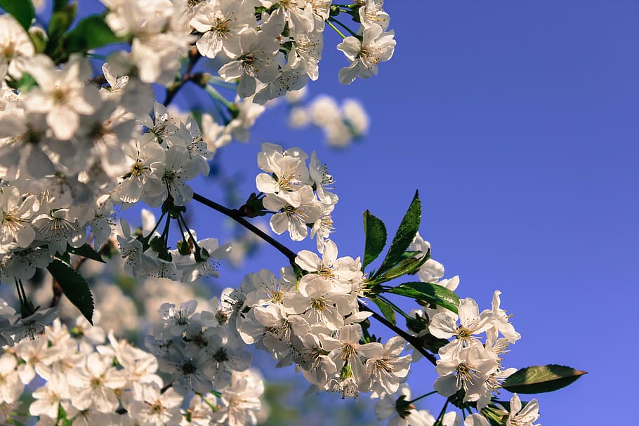 blossom, blue, sky, tree, nature, springtime, branch, flower HD wallpaper