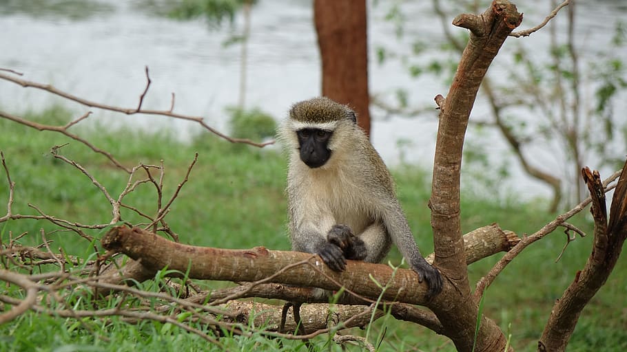 monkey in small tree, the source of the river nile, lake victoria, HD wallpaper