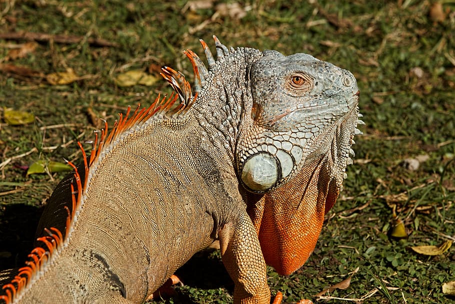 brown and white iguana on grass field, reptile, lizard, dragon