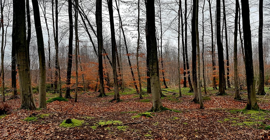 trees surrounding withered leaves, forest, wood, nature, landscape HD wallpaper