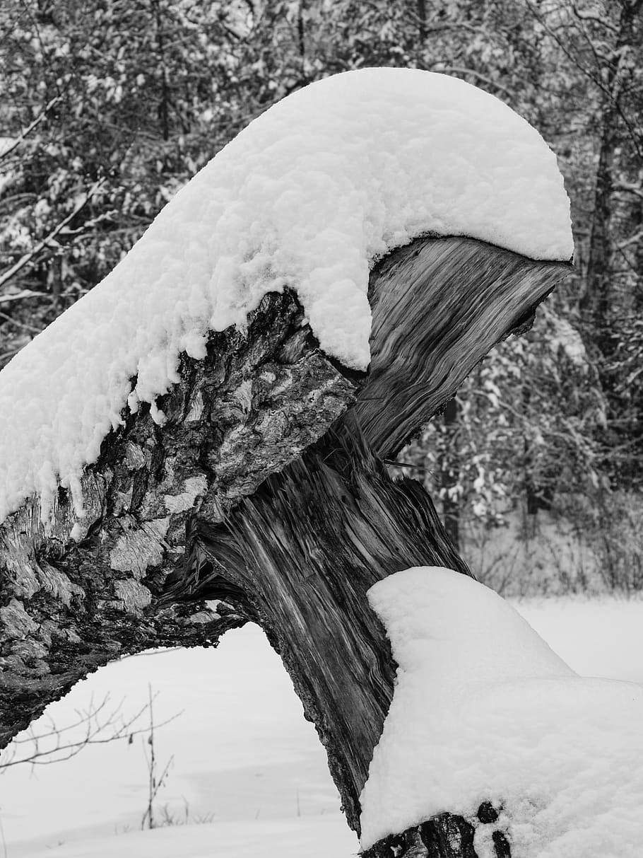 Tree, Winter, Snow, Forest, black and white, trueb, silent HD wallpaper