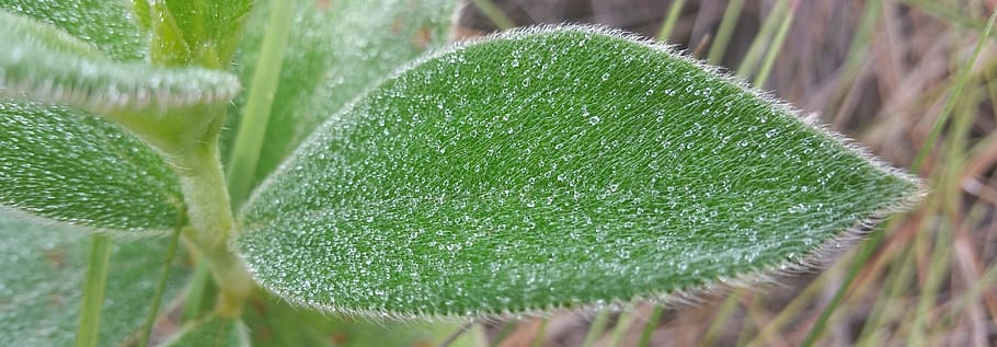 leaf, dew, flora, growth, environment, nature, rain, drop, green color HD wallpaper
