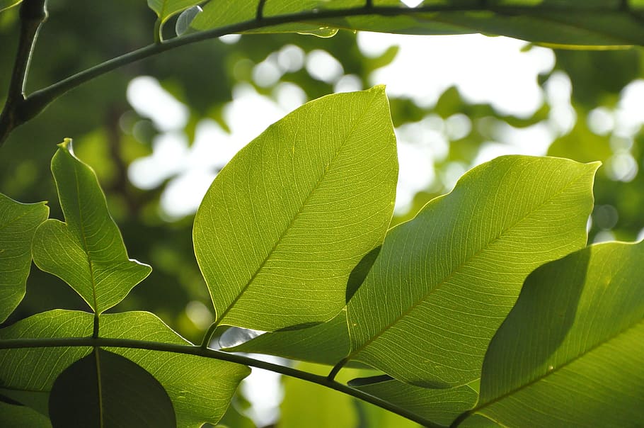 leaf, nature, natural, green, tree, plant, environment, fresh HD wallpaper