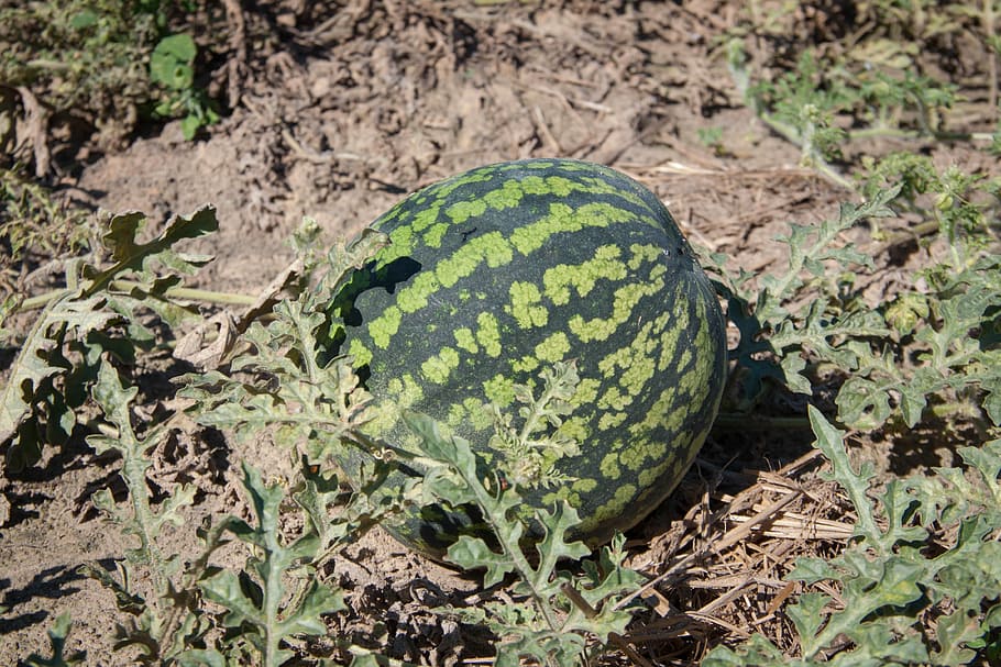 Watermelon, Vegetable Garden, Berry, why, land, dacha, from the garden HD wallpaper
