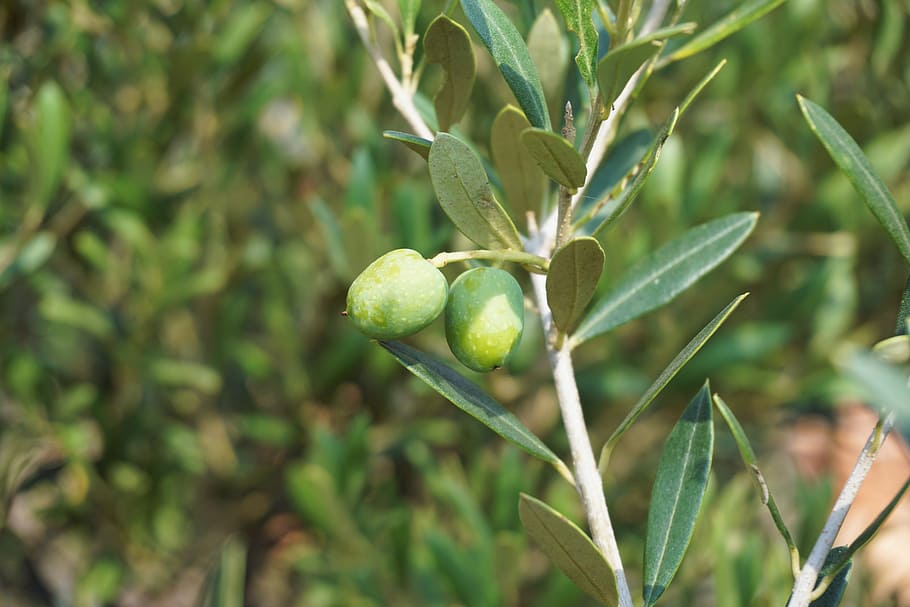 green leaf plant, olives, olive tree, olive branch, nature, mediterranean, HD wallpaper