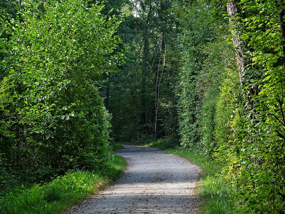 trail, forest, trees, nature, away, path, forest path, avenue HD wallpaper
