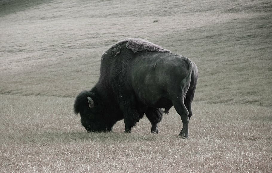 wild, american buffalo, bison, animal, american Bison, nature, HD wallpaper
