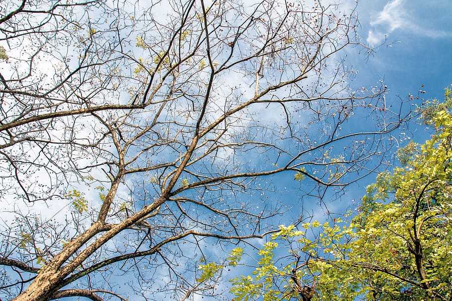 Twigs, Tree, sky, bare tree, nature, branch, no people, day HD wallpaper