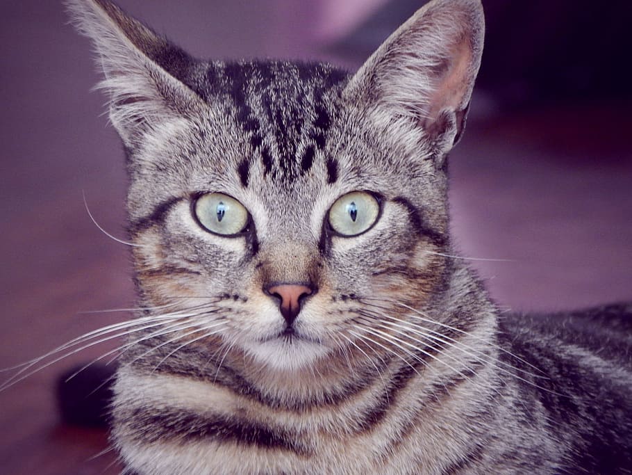 cat, pet, look, domestic cat, one animal, mammal, domestic animals HD wallpaper