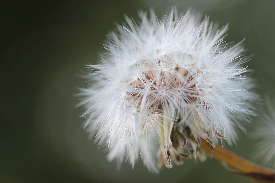 dandelion, nature, roadside, meadow, close, plant, seeds, garden HD wallpaper