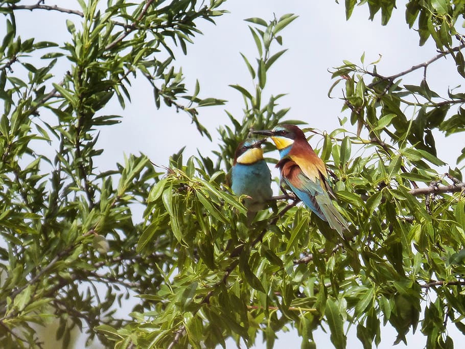 Almond Tree, Couple, Bee-Eater, Bird, colors, abellarol, one animal HD wallpaper