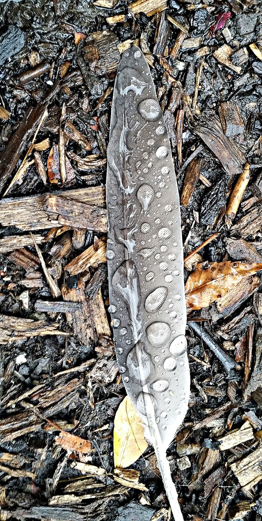 feather, nature, dew, texture, hdr, spring, bird, ground, no people HD wallpaper