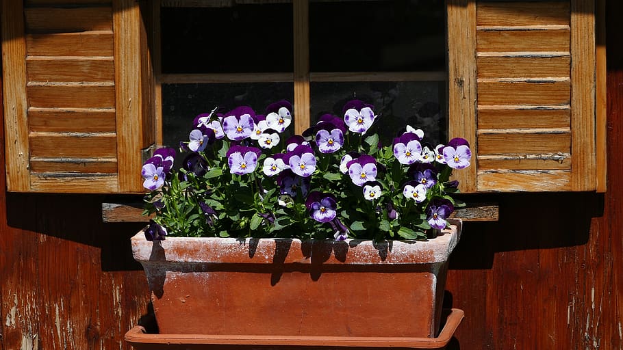 nature, flowers, window, shutter, flowering plant, wood - material HD wallpaper