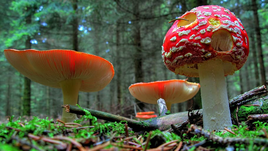 low-angle photography of red mushrooms on forest during daytme, HD wallpaper
